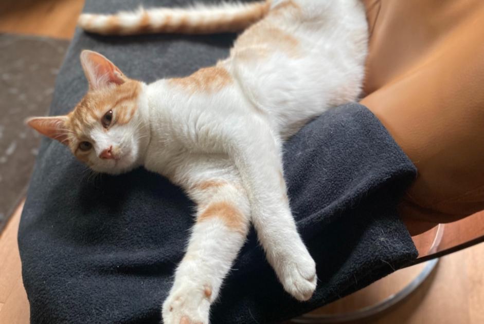 Vermisstmeldung Katze  Männliche , 2 jahre Malakoff Frankreich