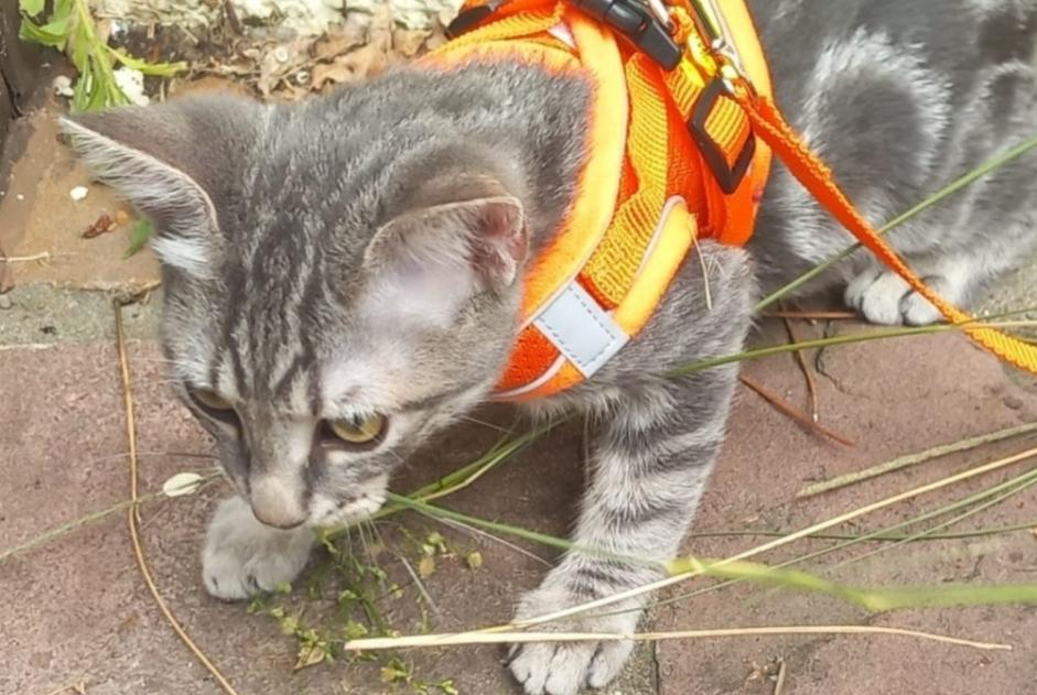 Vermisstmeldung Katze Männliche , 0 jahre Anglet Frankreich Vermisstmeldung Katze Männliche , 0 jahre Anglet Frankreich