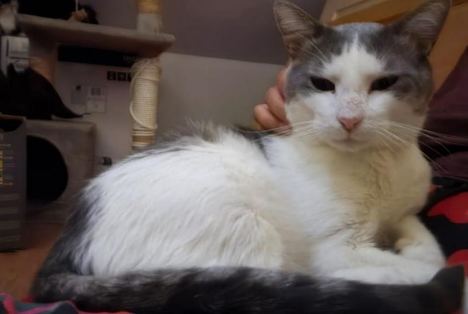 Vermisstmeldung Katze Männliche , 2 jahre Villeurbanne Frankreich Vermisstmeldung Katze Männliche , 2 jahre Villeurbanne Frankreich