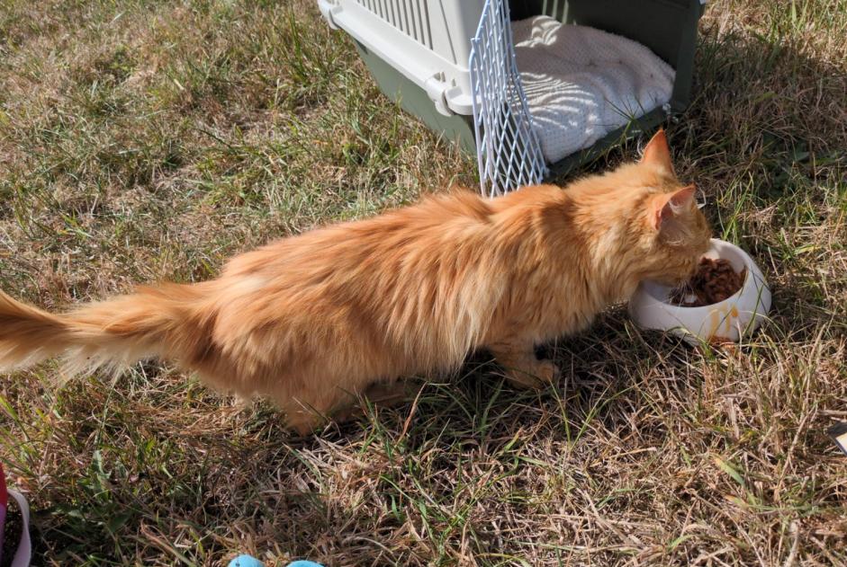 Discovery alert Cat miscegenation Female Wœrth France