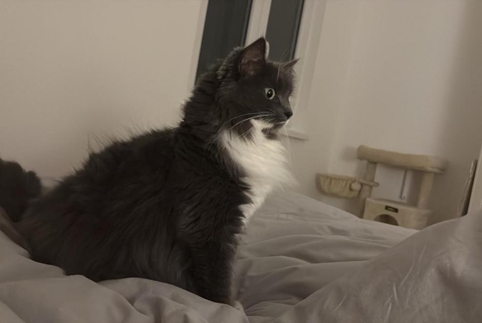 Disappearance alert Cat miscegenation Female , 4 years Kolbsheim France
