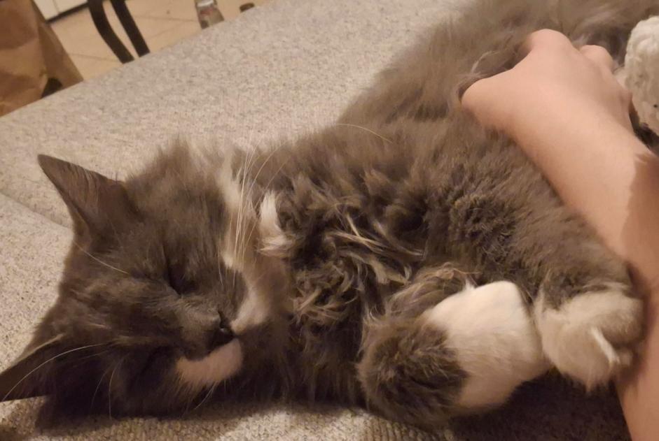 Disappearance alert Cat Male , 5 years Champhol France
