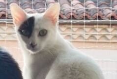 Alerta de Desaparición Gato Hembra , 1 años Pamiers Francia Alerta de Desaparición Gato Hembra , 1 años Pamiers Francia