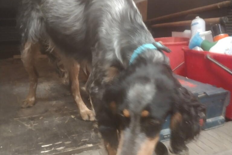 Alerta de Hallazgo Perro Macho Virazeil Francia Alerta de Hallazgo Perro Macho Virazeil Francia