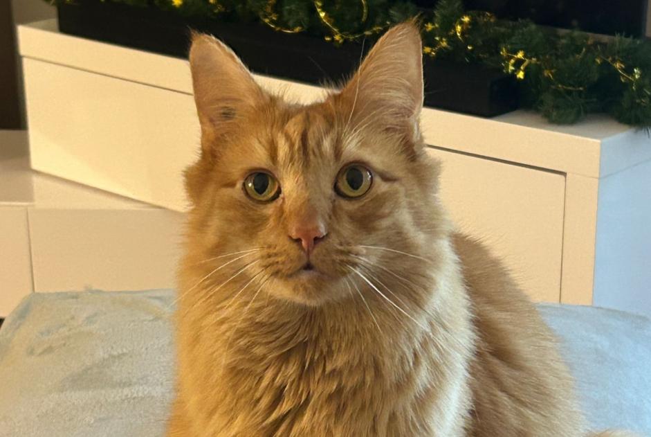 Alerte Disparition Chat croisement Mâle , 5 ans Brétigny-sur-Orge France Alerte Disparition Chat croisement Mâle , 5 ans Brétigny-sur-Orge France