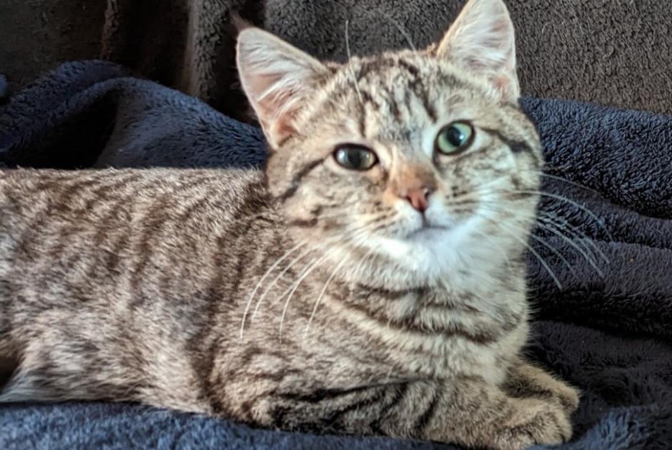 Alerte Disparition Chat Femelle , 4 ans Torigny-les-Villes France