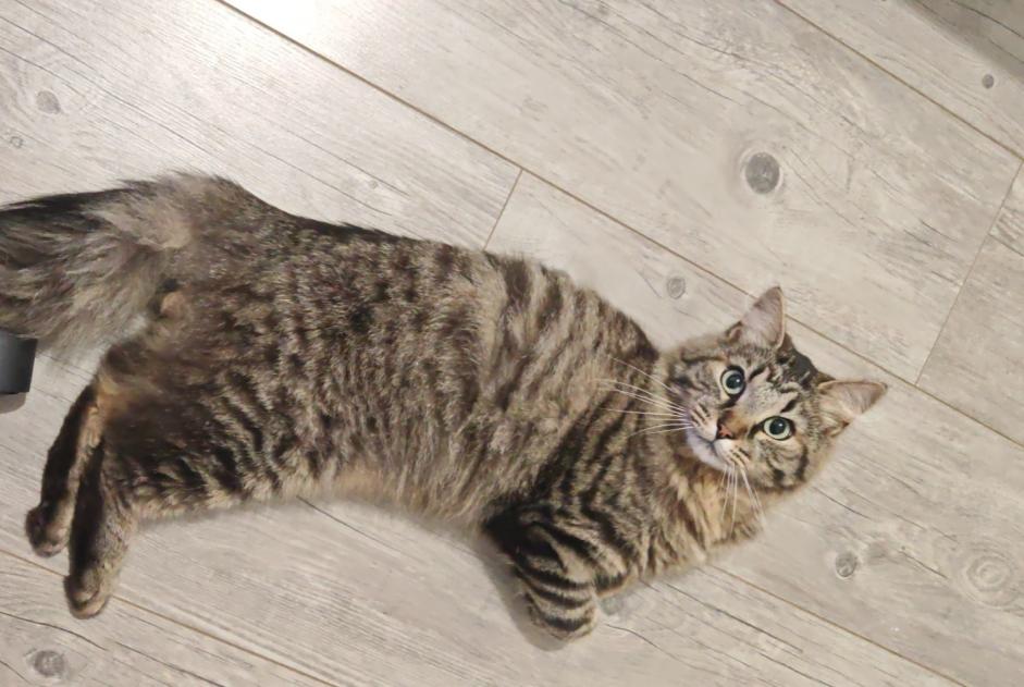 Alerte Disparition Chat croisement Mâle , 2 ans Loos-en-Gohelle France