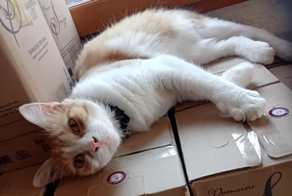Alerte Disparition Chat Mâle , 1 ans Passa France