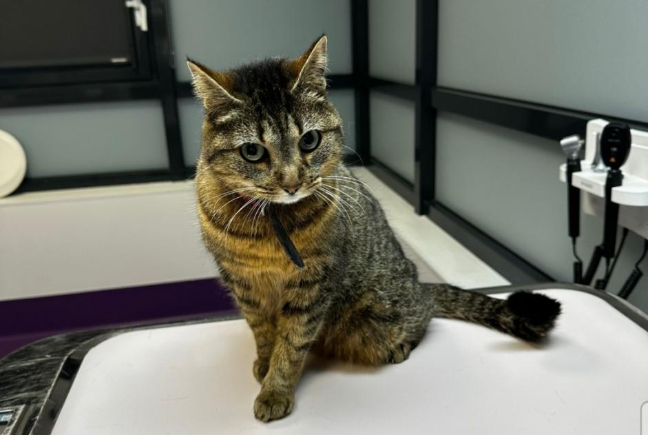 Alerte Disparition Chat  Femelle , 6 ans Fontenay-le-Fleury France