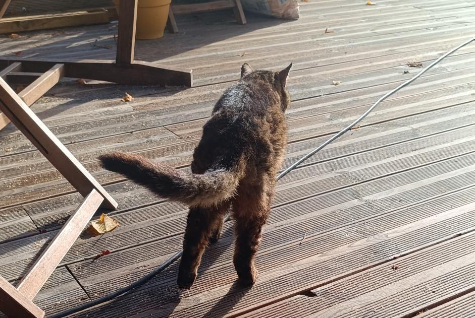 Alerte Découverte Chat Femelle Saint-Prest France Alerte Découverte Chat Femelle Saint-Prest France