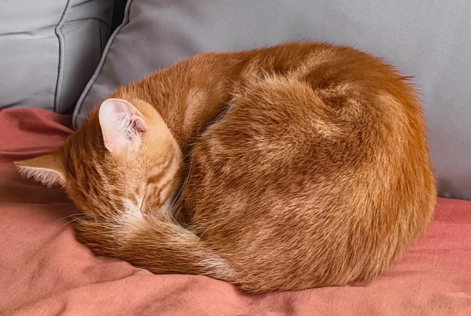 Alerte Découverte Chat Inconnu Le Mans France Alerte Découverte Chat Inconnu Le Mans France