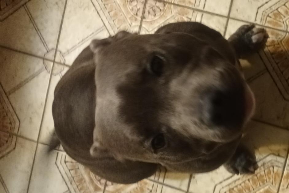 Alerte Découverte Chien  Mâle Mulcent France