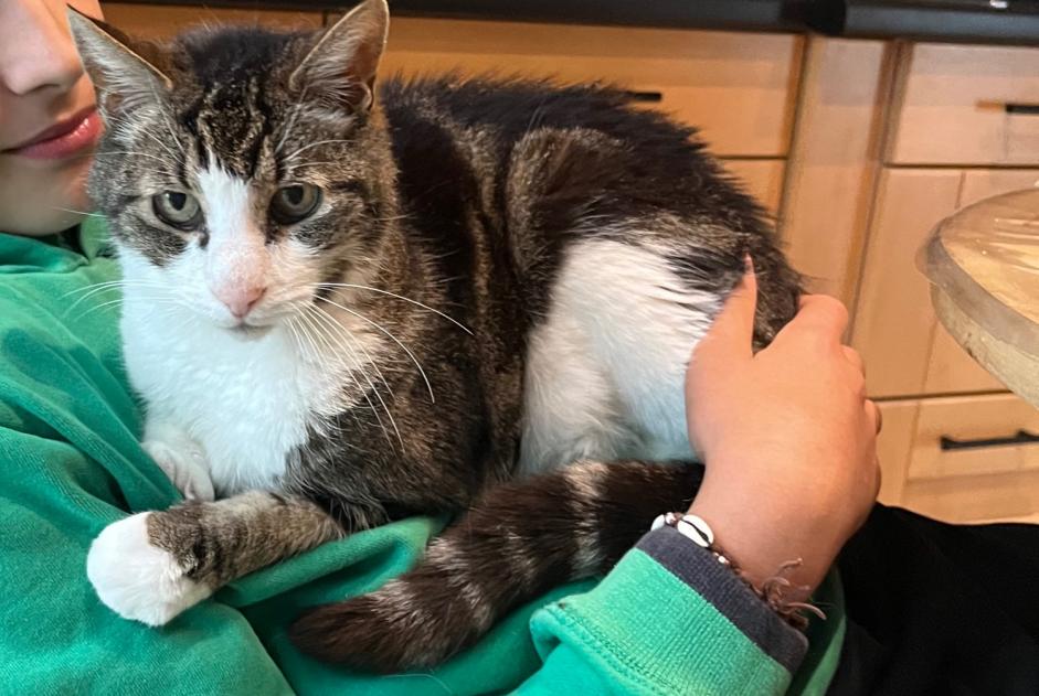 Avviso scomparsa Gatto Maschio , 18 anni Nieul-sur-Mer Francia