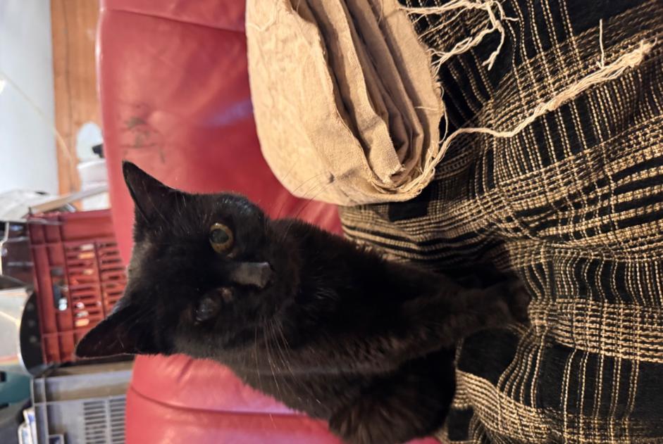Avviso Ritrovamento Gatto Femmina Brou Francia Avviso Ritrovamento Gatto Femmina Brou Francia