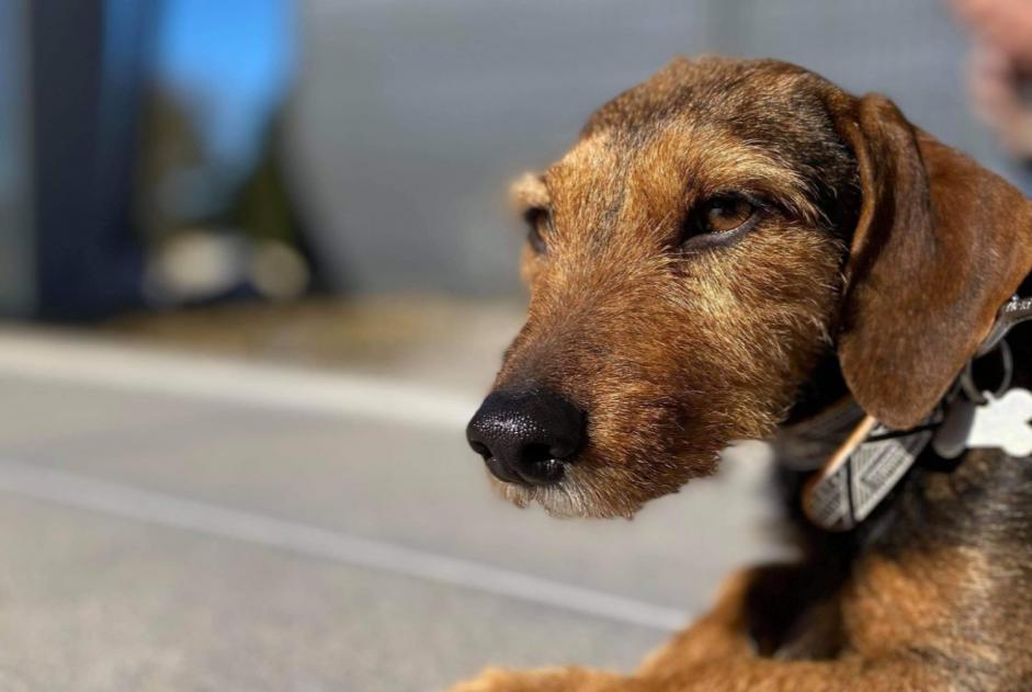 Verdwijningsalarm Hond rassenvermenging Vrouwtje , 8 jaar Stotzheim Frankrijk