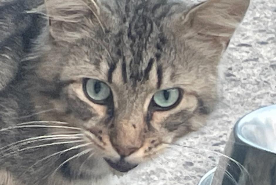 Alerta descoberta Gato cruzamento Macho Lumbres France